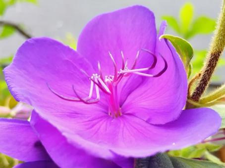 先端が曲がった雄しべが優雅 花,シコンノボタン,紫紺野牡丹の写真素材