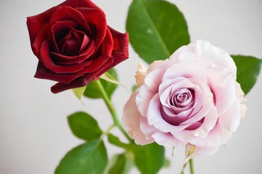 赤と紫のばら 赤と紫のばら 赤い薔薇,赤,花の写真素材