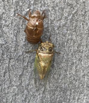 Cicada molting, JPG Cicada molting, JPG