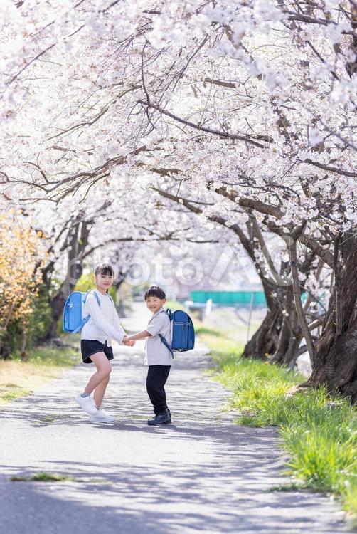桜の木の下でじゃれ合う子ども 小学生,桜,春の写真素材