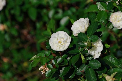 10月のバラ 10月のバラ バラ,薔薇,白の写真素材