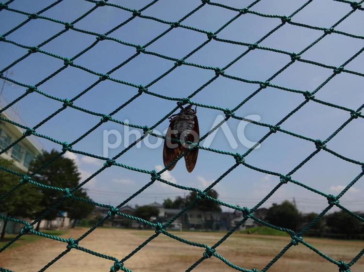 夏休み思い出す校庭のシーン 夏,真夏,夏休みの写真素材