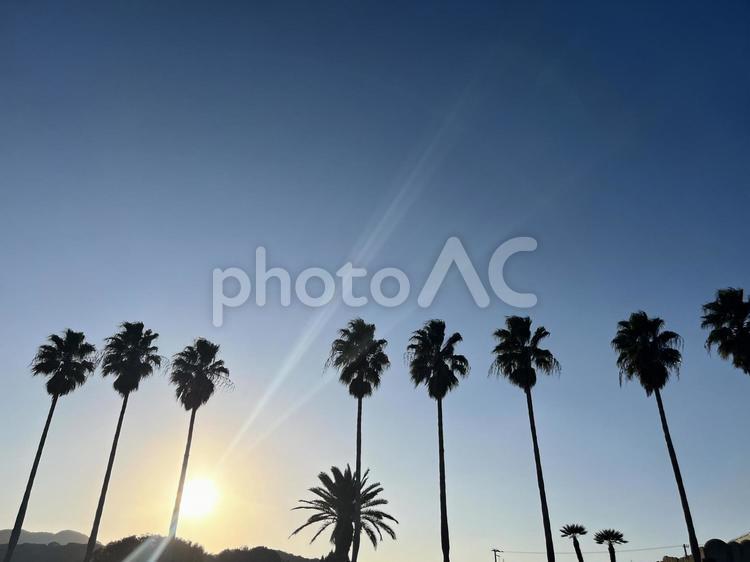 ヤシの木と夕日 ヤシの木,夕陽,夏の写真素材