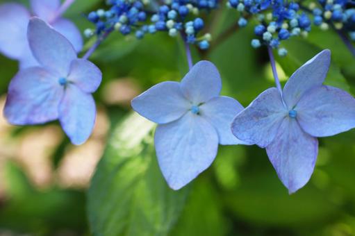 Photo, hydrangea, june, it's beautiful, 