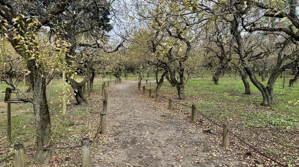 小枝 偕楽園,庭園,庭の写真素材