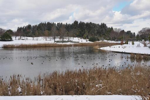 冬　池の鴨 冬,鴨,雪の写真素材