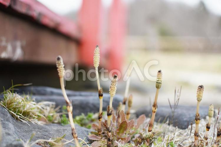 つくし　春のイメージ つくし,春,植物の写真素材