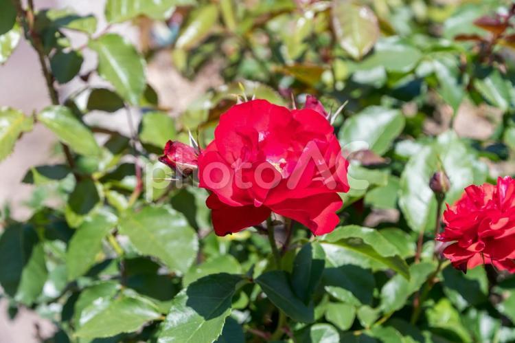 鮮やかな赤いバラと新緑の葉 薔薇,赤い花,花の写真素材