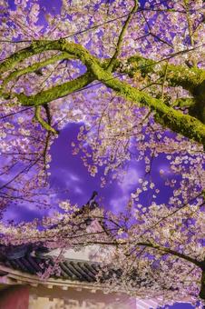 夜桜と城のライトアップ 夜桜と城のライトアップの写真