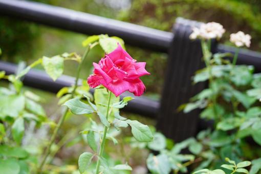 お花 お花の写真