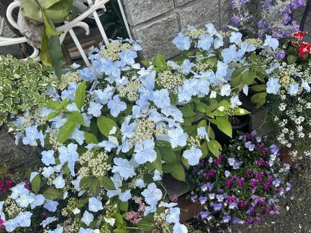 初夏の花壇 初夏の花壇 花壇,初夏,紫陽花の写真素材
