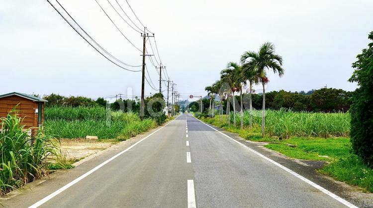 鹿児島県与論島のサトウキビ畑の一本道 一本道,サトウキビ,畑の写真素材