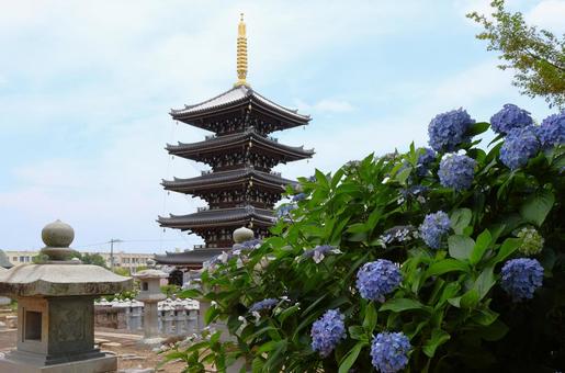 6月中旬の法然寺の五重塔とアジサイの花 6月中旬の法然寺の五重塔とアジサイの花の写真