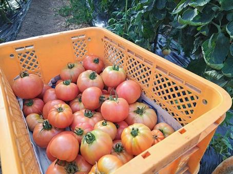 夏野菜トマトの収穫 夏野菜トマトの収穫 トマト,収穫,夏野菜の写真素材