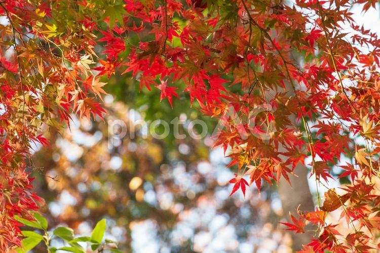 色の混ざった紅葉２ 秋,紅葉,葉の写真素材