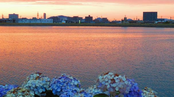 ６月下旬の野田池の夕焼けとあじさいの花 背景,夕焼け,夕暮れの写真素材