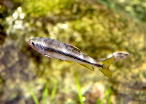 川魚 魚,生き物,自然の写真素材
