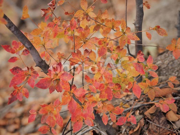 ツツジの紅葉 群馬県,妙義山,名勝の写真素材