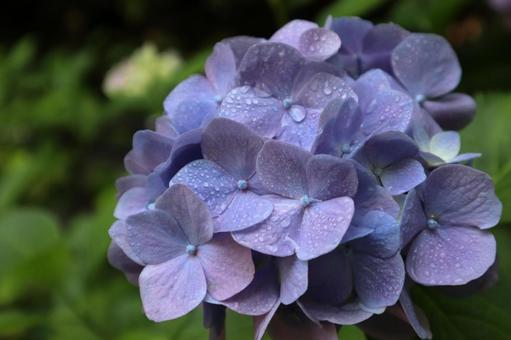 雨粒のついた紫のあじさいの花 雨粒のついた紫のあじさいの花の写真
