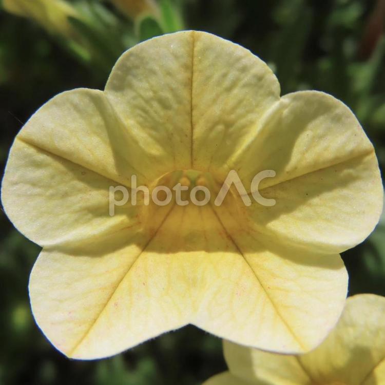 ペチュニア（衝羽根朝顔） ペチュニア,衝羽根朝顔,花の写真素材