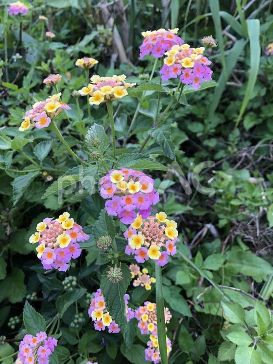ピンクとイエローの花 花,自然,何人もありませんの写真素材