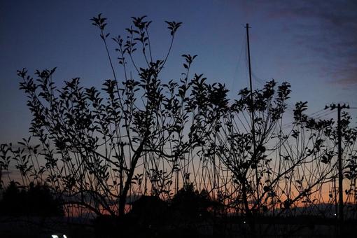 夕焼けと木の写真