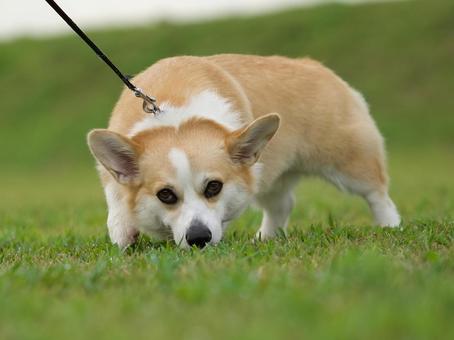 芝生の中のコーギー 芝生の中のコーギー 犬,コーギー,ウェルシュコーギーの写真素材