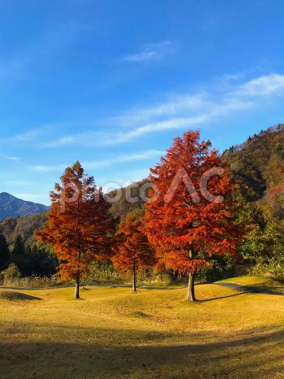 三本の樹 背景,壁紙,秋の写真素材
