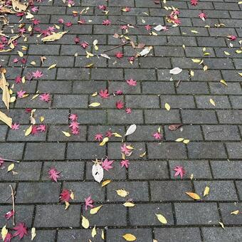 秋の歩道 秋,紅葉,落ち葉の写真素材