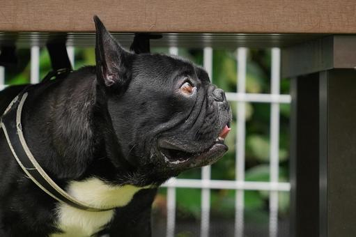 French bulldog under the bench, JPG
