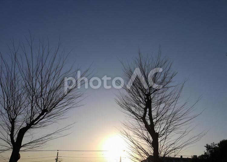 夕日と枯れ木 夕暮れ,日暮れ,夕方の写真素材