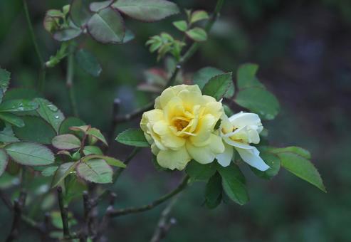 黄色いバラ 黄色いバラ 植物,花,バラの写真素材
