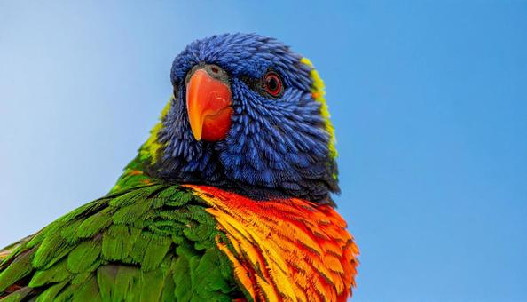 カラフル、極彩色の鳥の写真 カラフル、極彩色の鳥の写真の写真