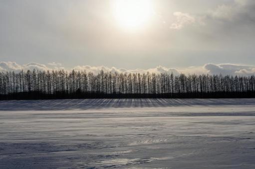 広大な雪原に影を落とす防風林 広大な雪原に影を落とす防風林の写真