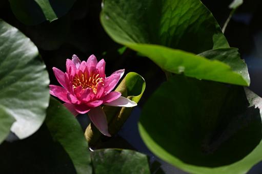 Water Lily, JPG Water Lily, JPG