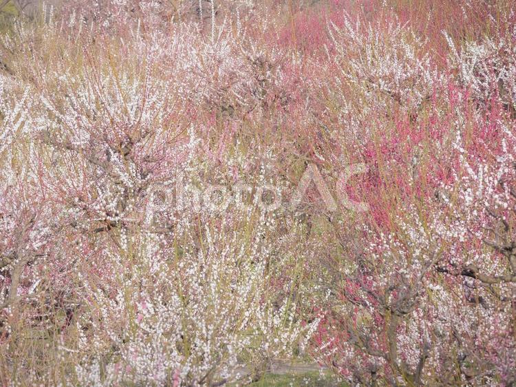 梅の花39　梅林 梅の花,梅林,梅園の写真素材