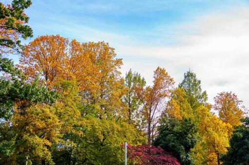 紅葉した公園の木々 風景,秋,自然の写真素材