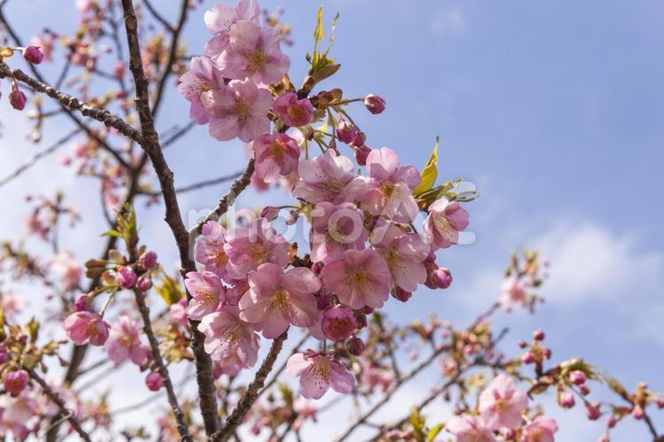 免々田川の桜25（田原市） 桜,河津桜,免々田川の写真素材