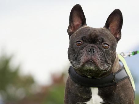 犬のポートレート 犬,フレンチブルドッグ,小型犬の写真素材