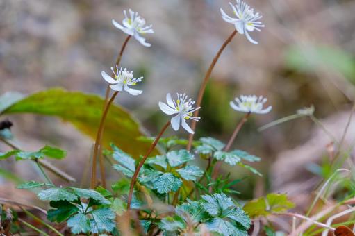 森の中に咲くバイカオウレン 森の中に咲くバイカオウレン バイカオウレン,花,植物の写真素材
