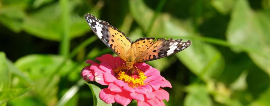 ツマグロヒョウモンと百日草の写真