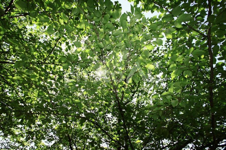 桜の木の葉っぱ 木漏れ日,木,グリーンの写真素材