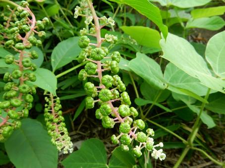 【植物写真】ヨウシュヤマゴボウ 【植物写真】ヨウシュヤマゴボウの写真