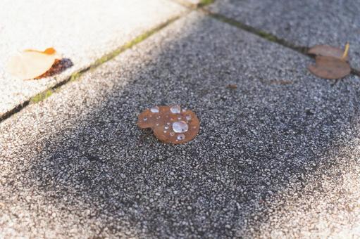 落ち葉と水滴の写真