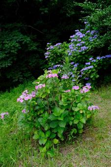 紫陽花 紫陽花 紫陽花,あじさい,花の写真素材
