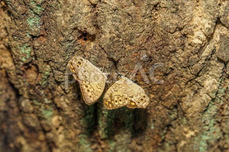 樹液を吸うサトキマダラヒカゲ キマダラヒカゲ,蝶,自然の写真素材