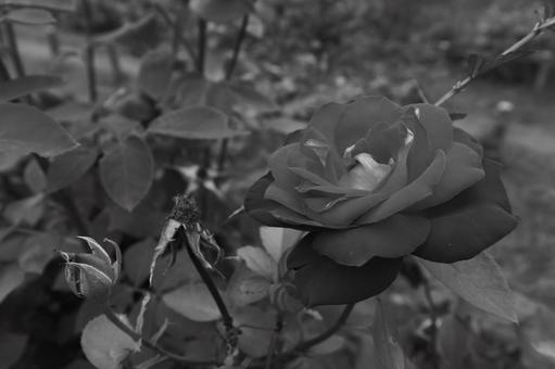 自然　モノクロ写真 自然,モノクロ,植物の写真素材
