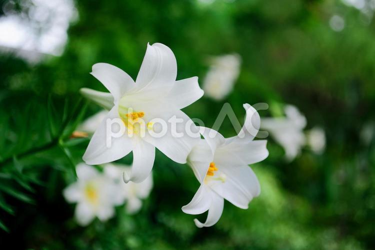 ユリ テッポウユリ,ユリ,植物の写真素材