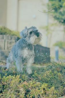 ミニチュアシュナウザー 犬,ペット,ミニシュナの写真素材