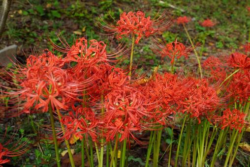 曼殊沙華 曼殊沙華の写真